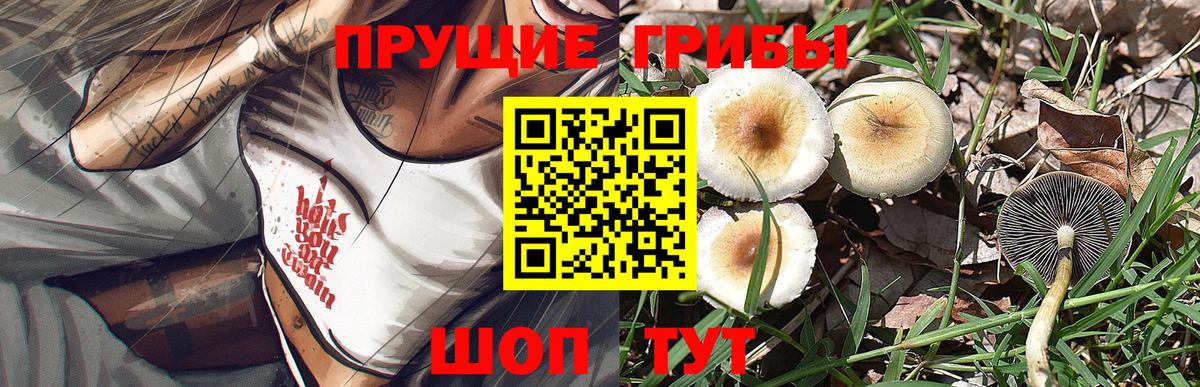 Псилоцибиновые грибы GOLDEN TEACHER Северобайкальск